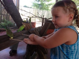 Blank Park Zoo Feeding Birds