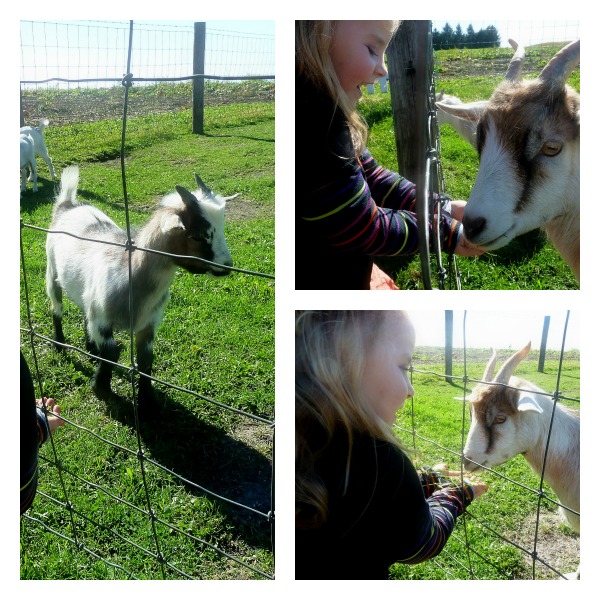 Pumpkin Patch Pizzazz Baby Goats