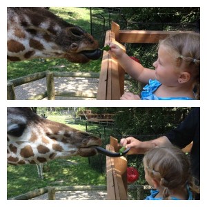 Giraffes have LONG black tongues