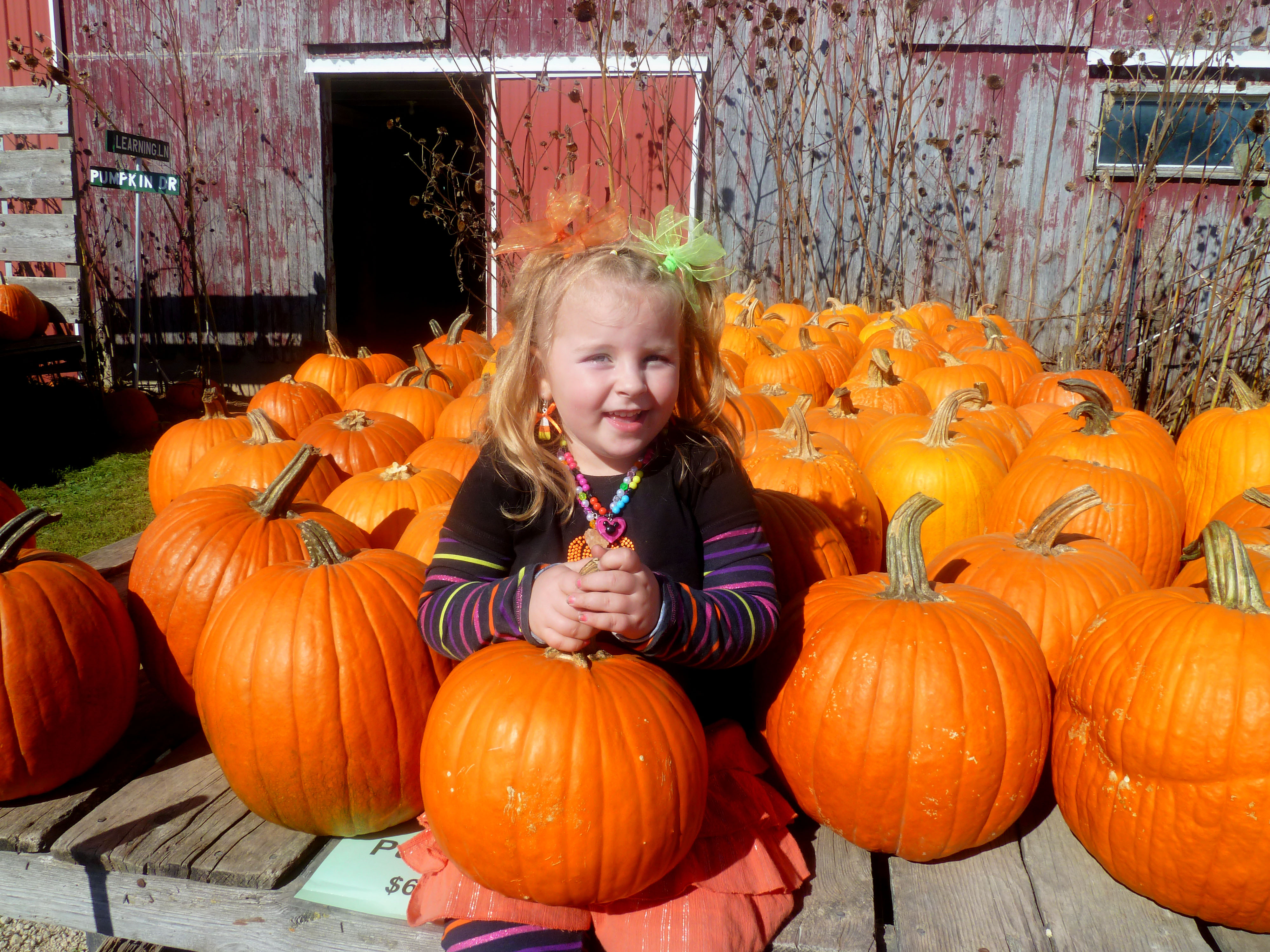 Pumpkin Patch 2013