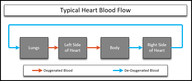 Circulation of a typical heart. Lungs carry oxygenated blood to the left side of the heart, which delivers it to the body, the deoxygenated blood then travels to the right side of the heart and back to the lungs