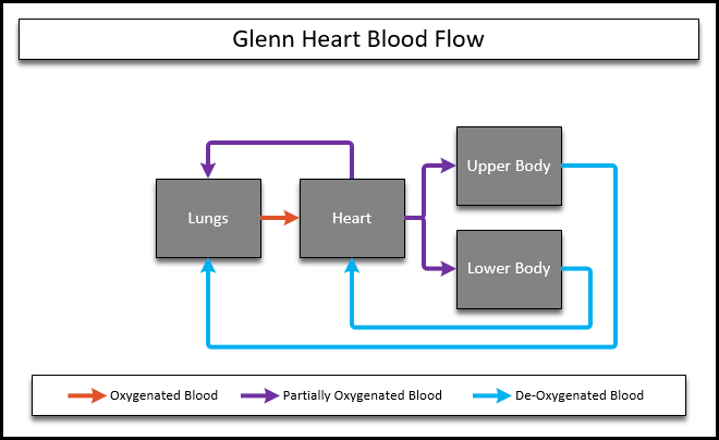 HLHS Circulation of a glenn heart. Blood from the upper body bypasses the heart and returns straight to the lings.  Blood from the lower body and the lungs combine in the heart, and partially oxygenated blood is delivered to the body.