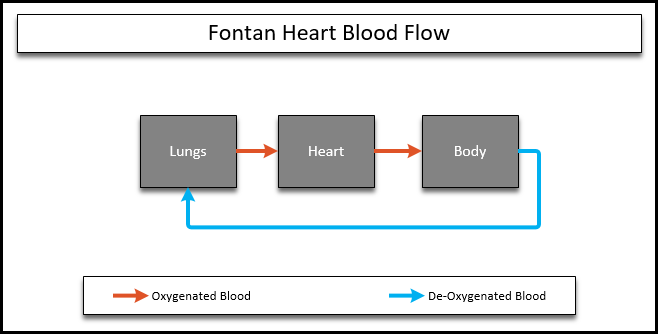 HLHS Circulation of a fontan heart. Blood from the body bypasses the heart and returns straight to the lungs.  Circulation delivers blood from the lungs to the heart and then the body, which returns the blood directly to the lungs.